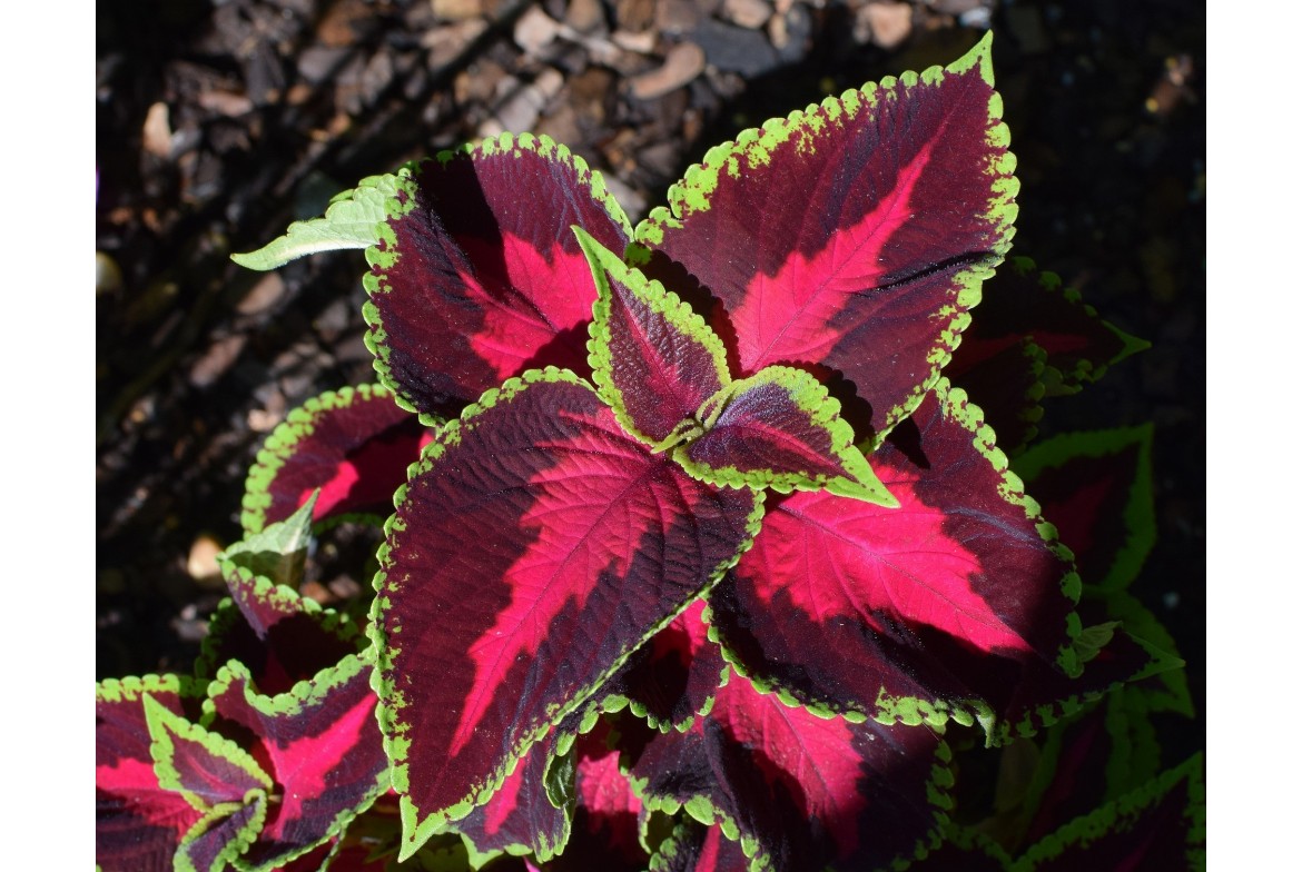 Wariegacje na liściach - kiedy i na jakich roślinach powstają kolorowe przebarwienia?